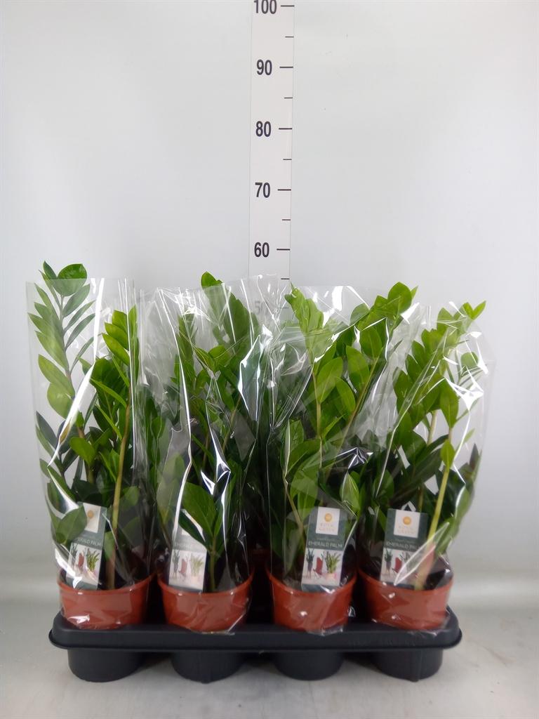 Горшечные цветы и растения оптом Zamioculcas Zamiifolia от 7шт из Голландии с доставкой по России