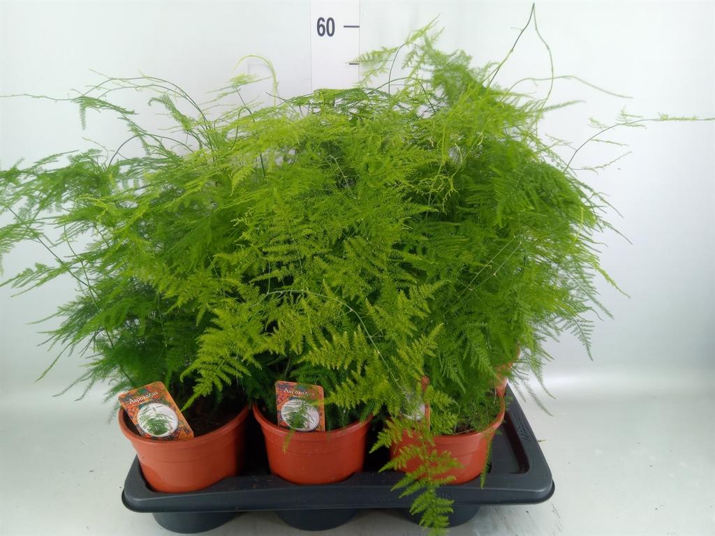 Горшечные цветы и растения оптом Asparagus Setaceus от 6шт из Голландии с доставкой по России