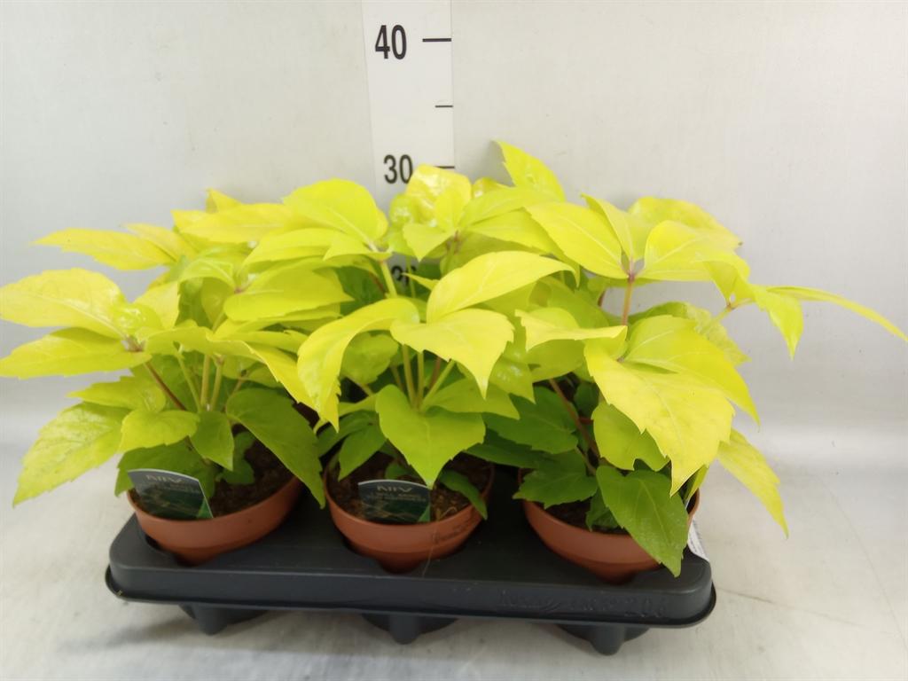 Горшечные цветы и растения оптом Schefflera Actin. от 6шт из Голландии с доставкой по России