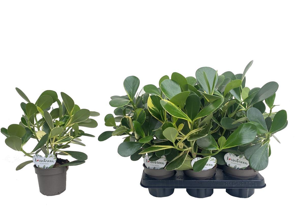 Горшечные цветы и растения оптом Clusia Rosea Variagata от 10шт из Голландии с доставкой по России