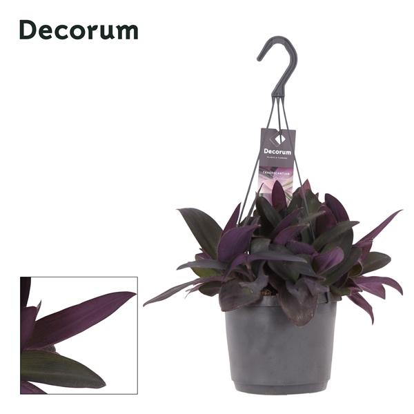 Горшечные цветы и растения оптом Tradescantia Purple Heart Hangpot от 6шт из Голландии с доставкой по России