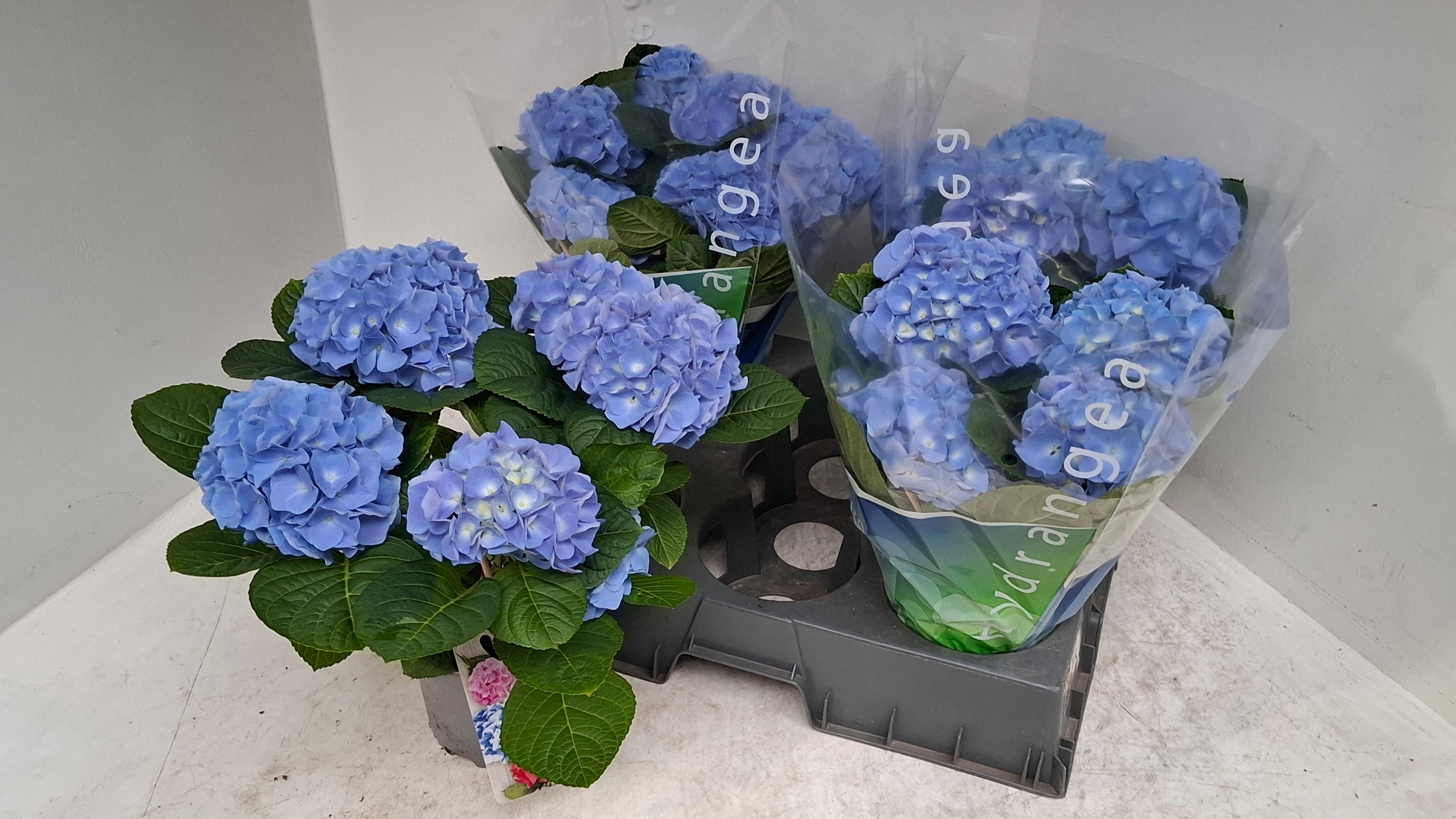 Горшечные цветы и растения оптом Hydr M Blauer Zwerg от 4шт из Голландии с доставкой по России