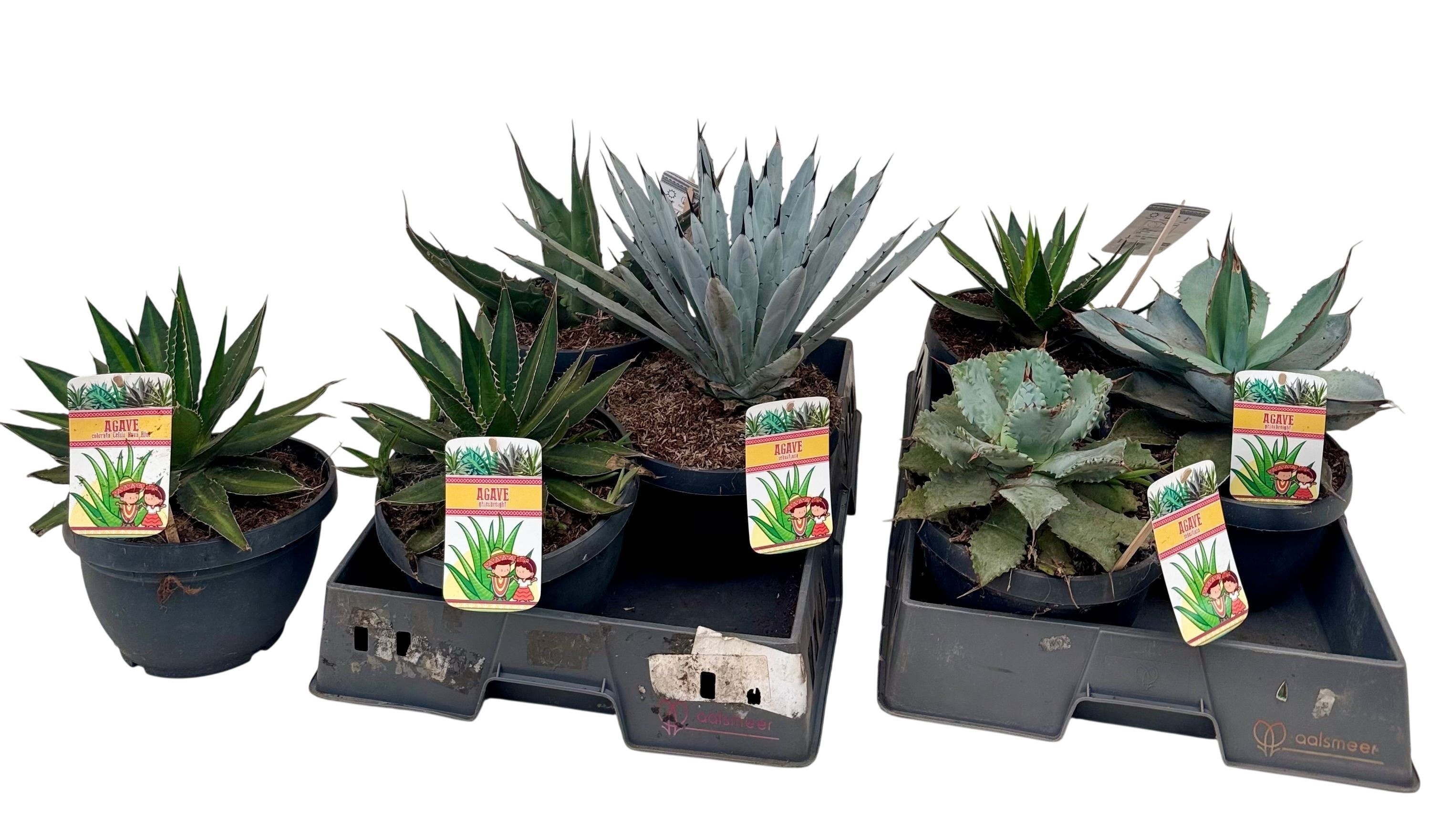 Горшечные цветы и растения оптом Agave Ov от 3шт из Голландии с доставкой по России