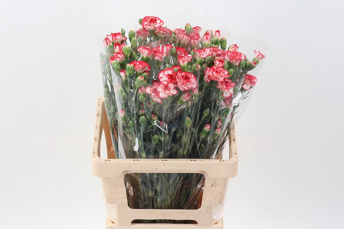 Срезанные цветы оптом Dianthus sp minuetto hf от 50шт из Голландии с доставкой по России