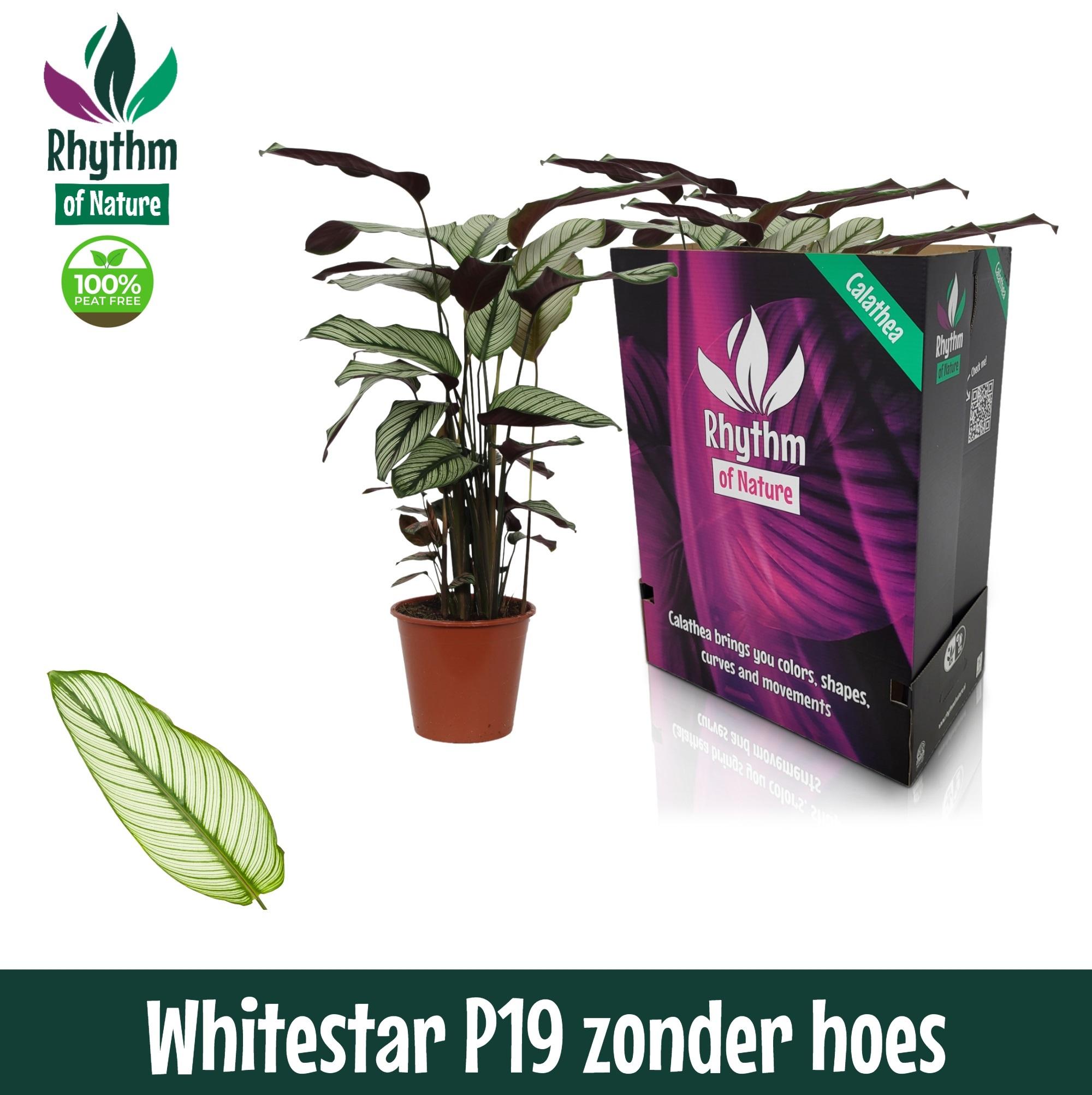 Горшечные цветы и растения оптом Calathea Whitestar от 5шт из Голландии с доставкой по России