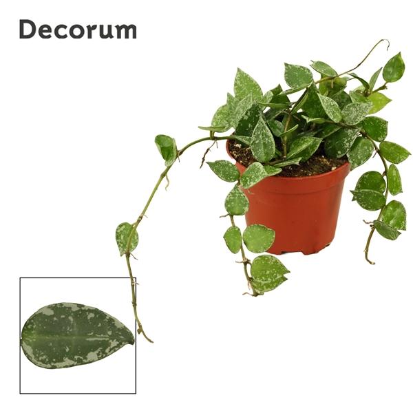 Горшечные цветы и растения оптом Hoya Kroniana Splash (decorum) от 18шт (для телеги) из Голландии с доставкой по России