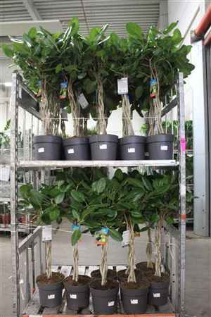 Горшечные цветы и растения оптом Ficus Benghalensis Twister от 1шт из Голландии с доставкой по России