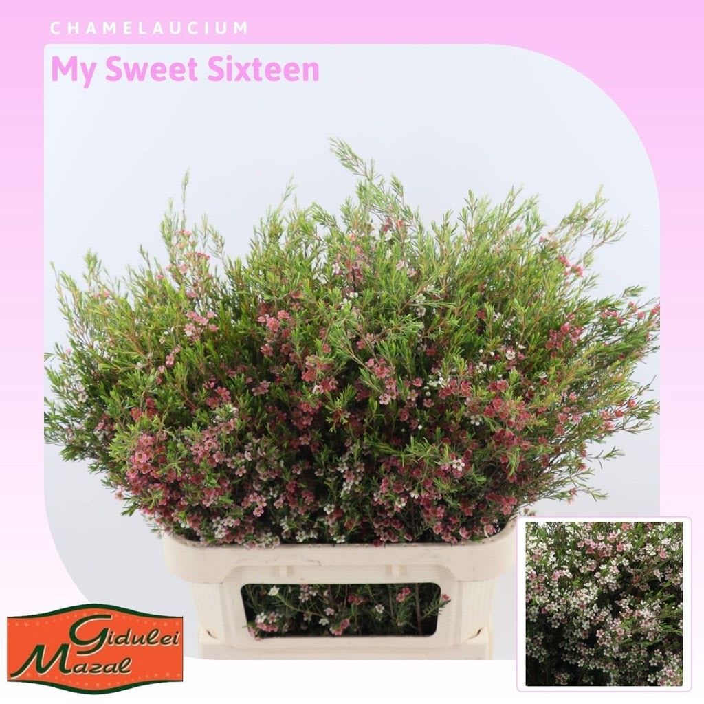 Срезанные цветы оптом Chamelaucium my sweet 16 от 50шт. из Голландии с доставкой по России