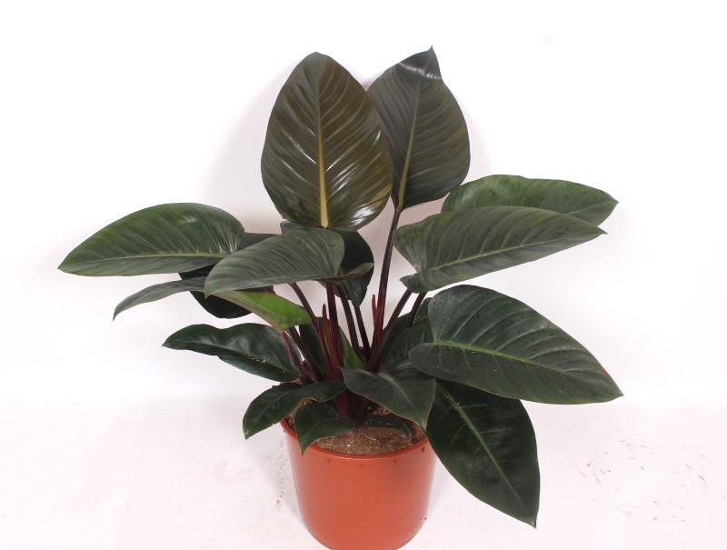 Горшечные цветы и растения оптом Philodendron Congo Red от 1шт из Голландии с доставкой по России