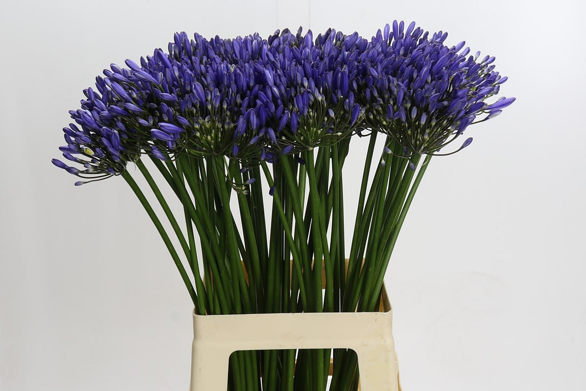 Срезанные цветы оптом Agapanthus blue heaven от 60шт из Голландии с доставкой по России