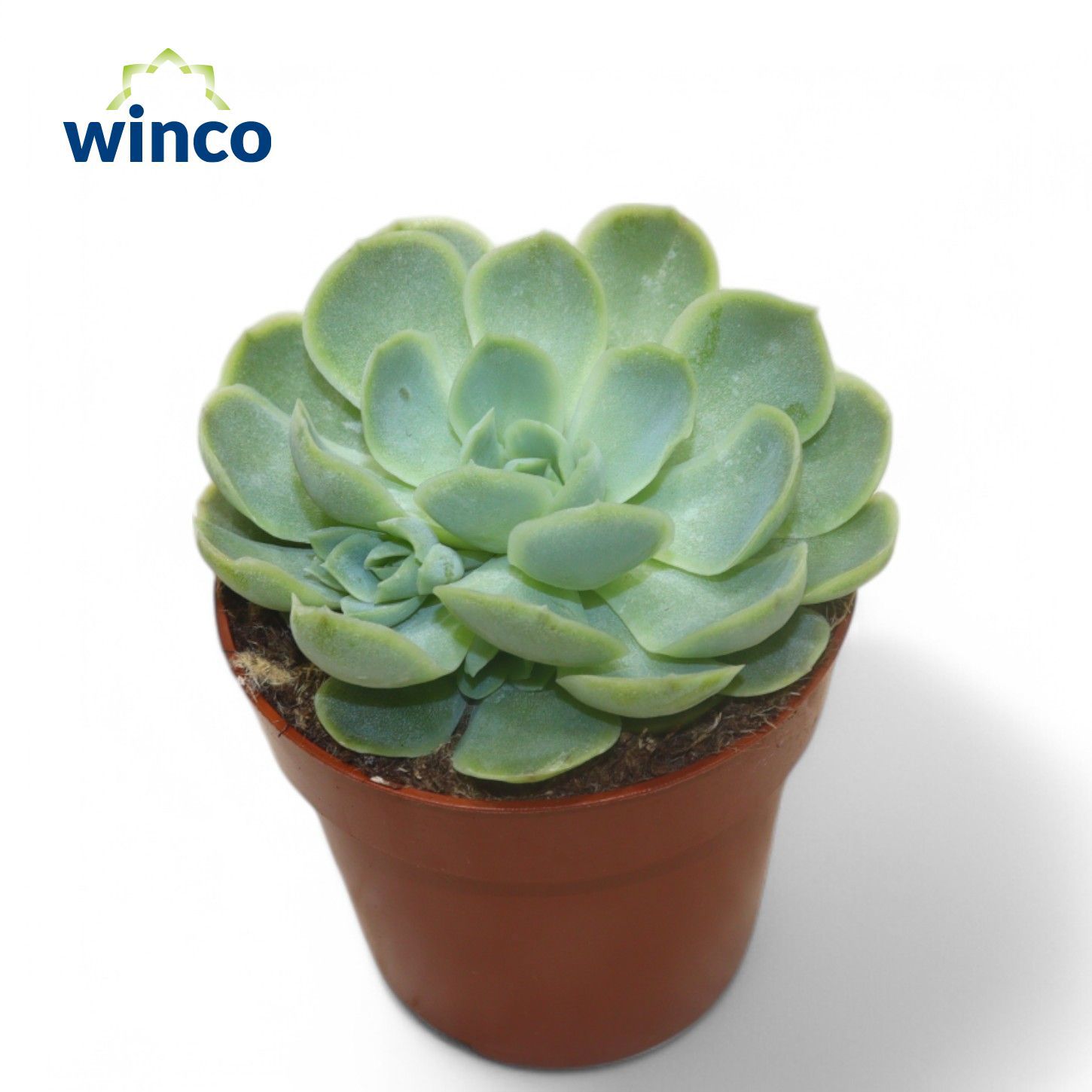 Горшечные цветы и растения оптом Echeveria Sunnray от 18шт (для телеги) из Голландии с доставкой по России