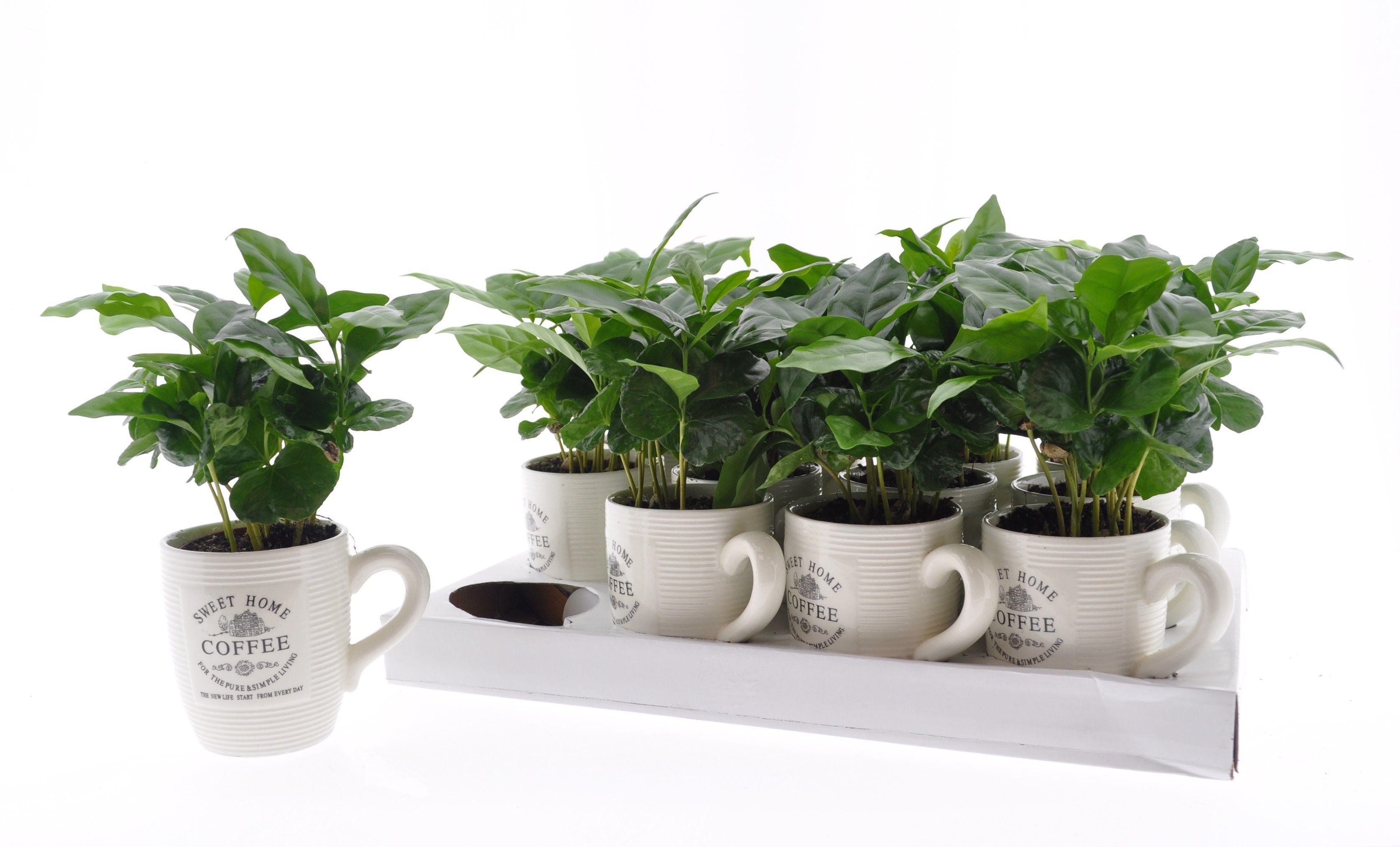 Горшечные цветы и растения оптом Coffea Arabica от 12шт (для телеги) из Голландии с доставкой по России