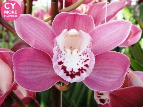 Срезанные цветы оптом Minicymbidium isabel sande от 8шт. из Голландии с доставкой по России