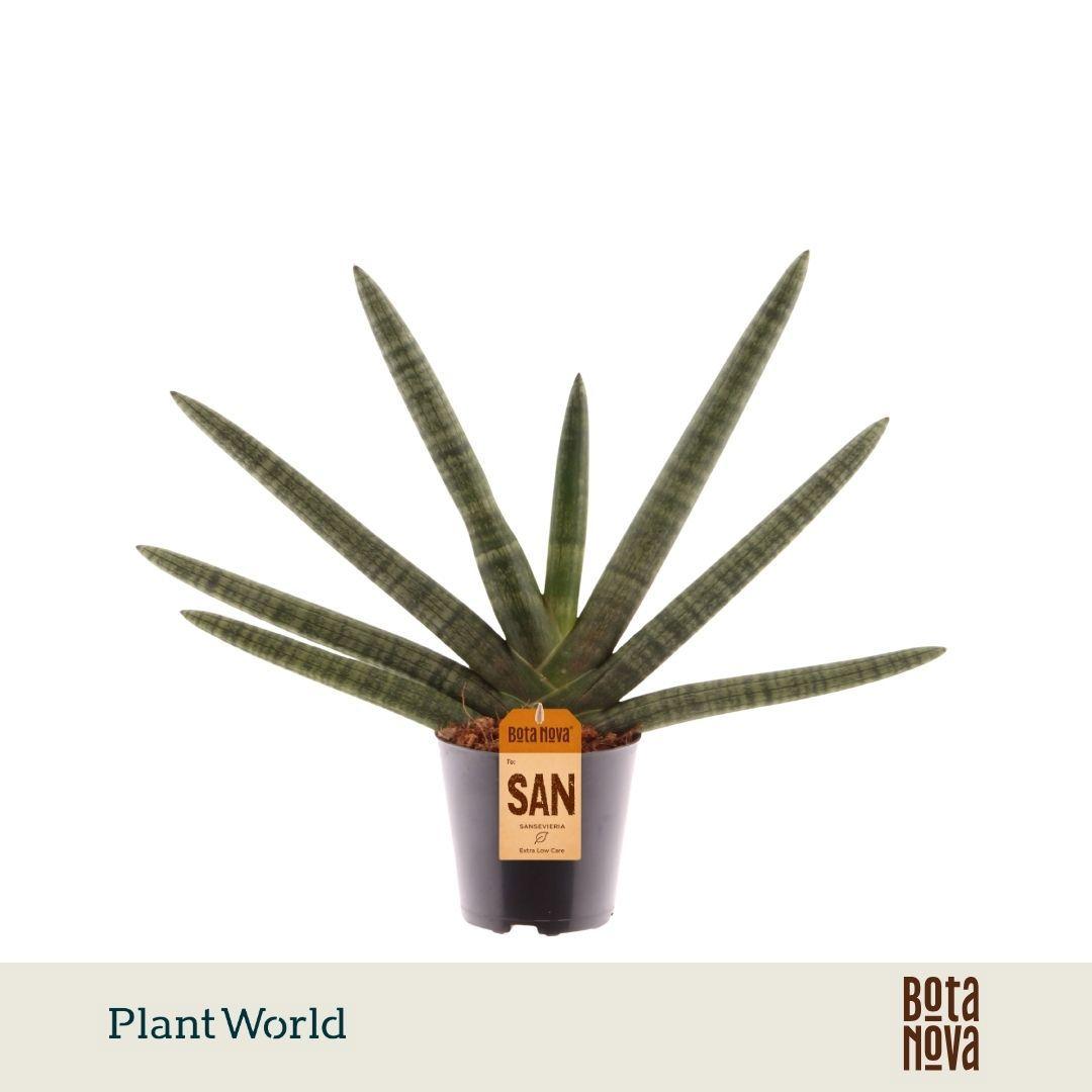 Горшечные цветы и растения оптом Sansevieria Cylindrica Skyline от 6шт из Голландии с доставкой по России