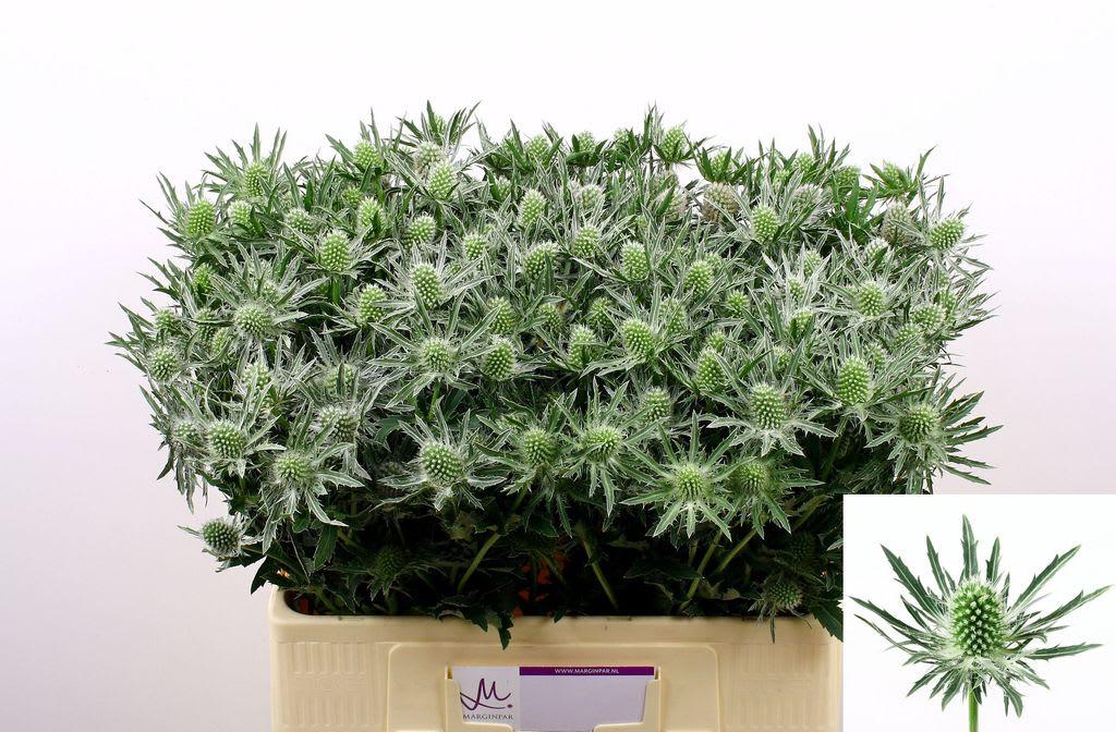 Срезанные цветы оптом Eryngium sirius от 40шт. из Голландии с доставкой по России