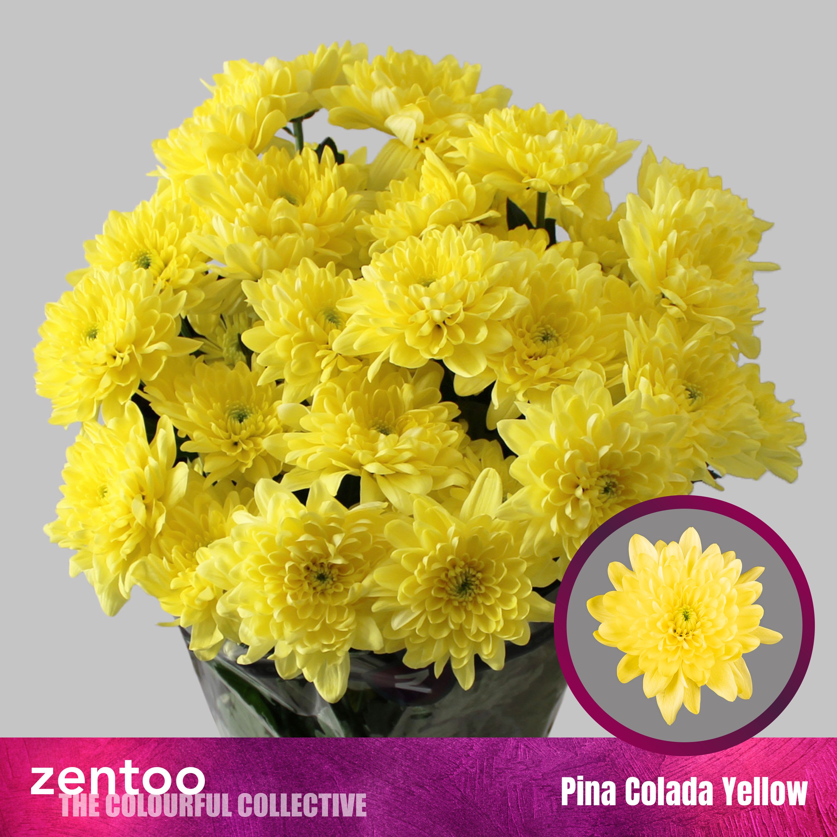 Срезанные цветы оптом Chrys sp pina colada yellow от 80шт из Голландии с доставкой по России Срезанные цветы оптом Chrys sp pina colada yellow от 80шт из Голландии с доставкой по России
