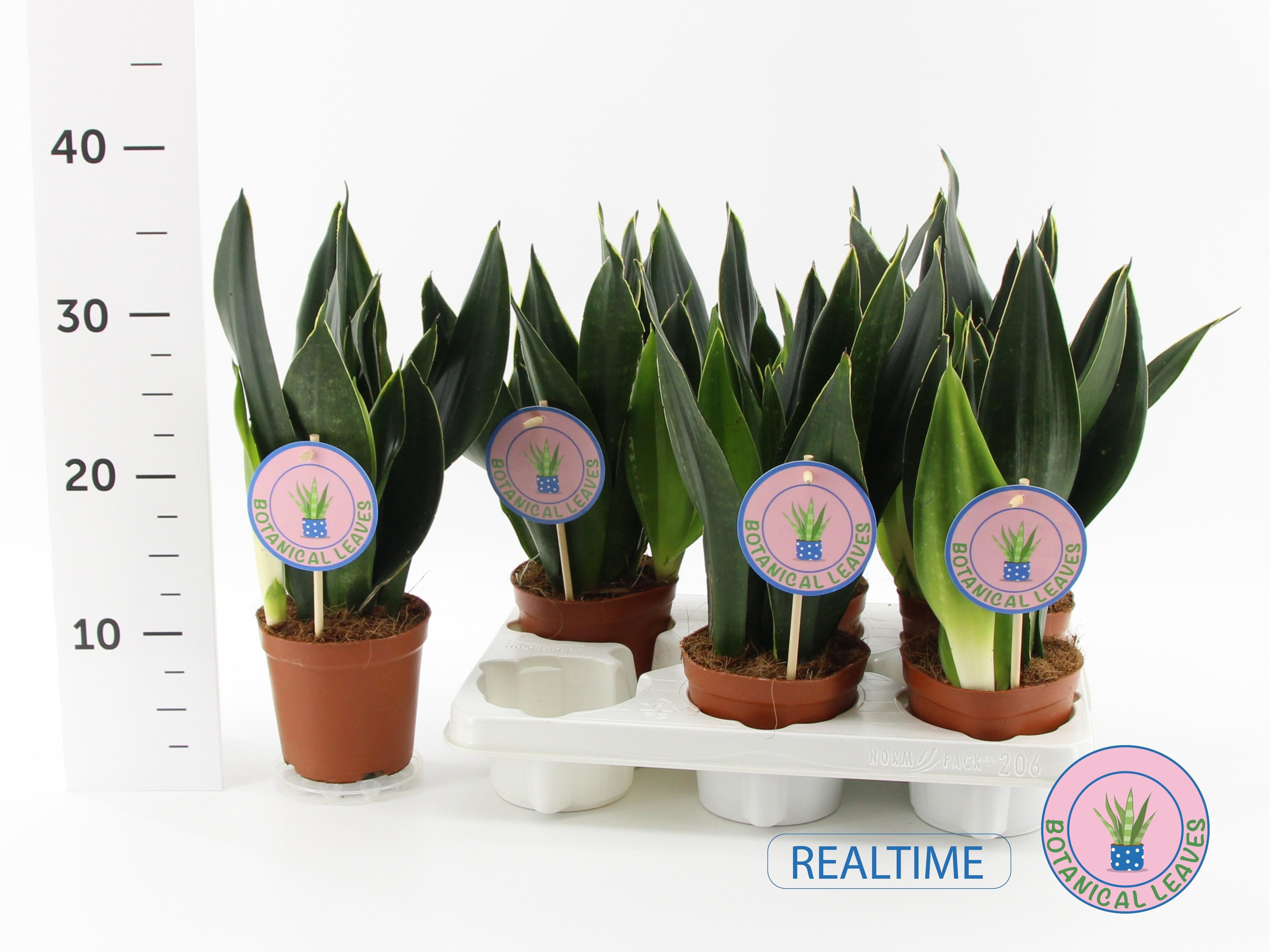 Горшечные цветы и растения оптом Sansev Trifascia  Ov от 6шт из Голландии с доставкой по России