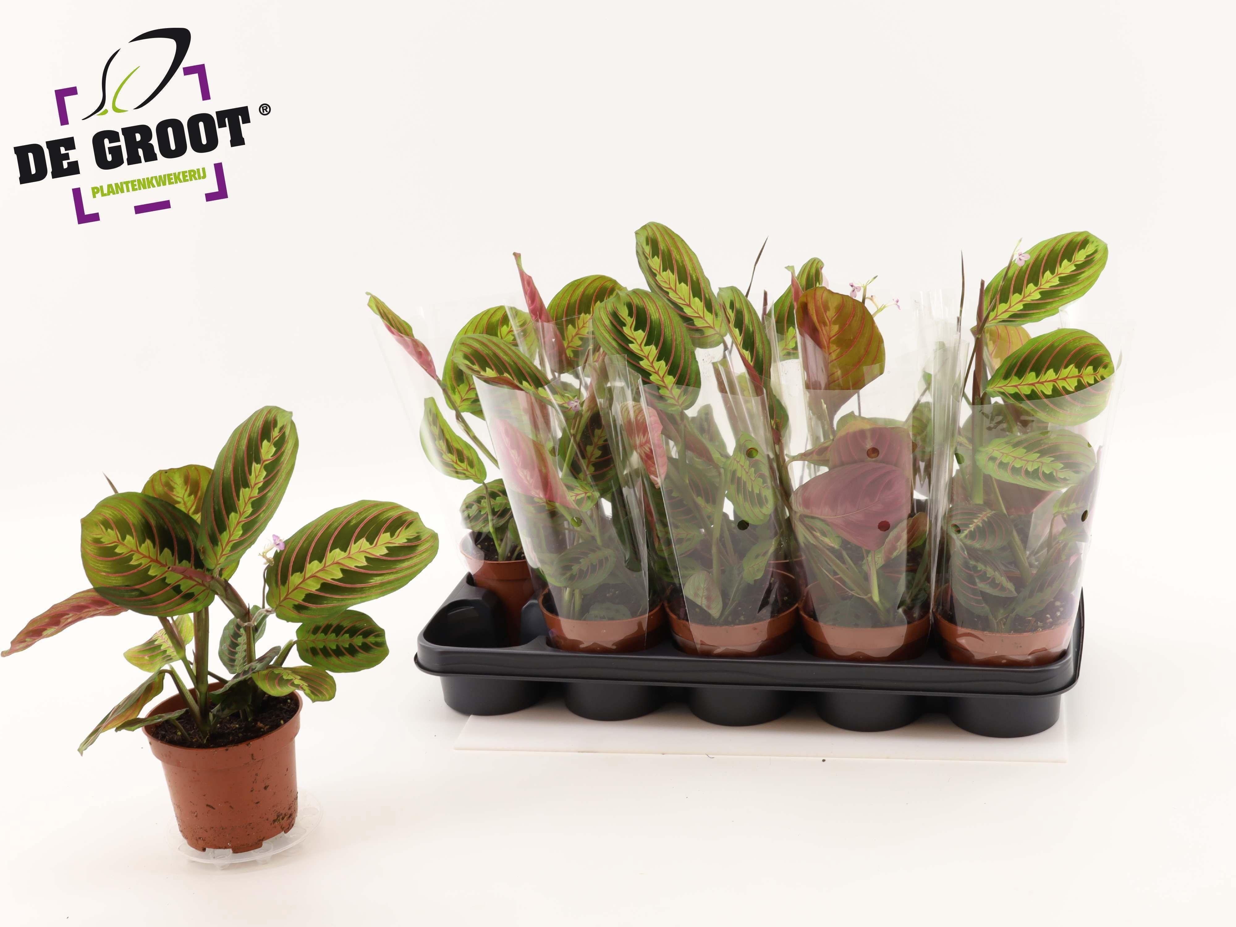 Горшечные цветы и растения оптом Maranta Fascinator от 10шт из Голландии с доставкой по России