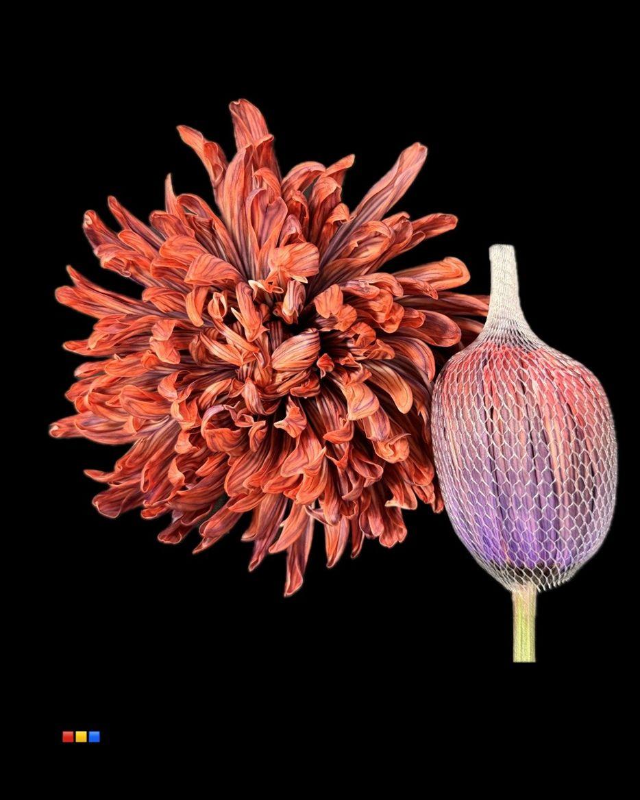 Срезанные цветы оптом Chrys bl paint antonov bandito от 40шт из Голландии с доставкой по России