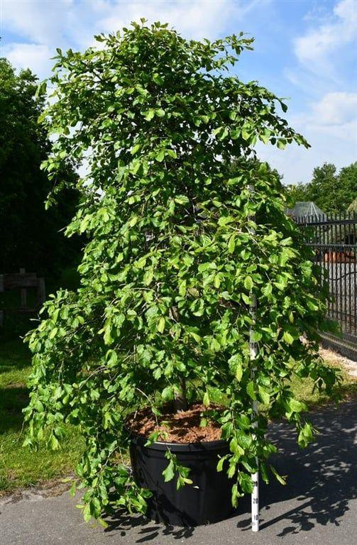 Горшечные цветы и растения оптом Parrotia Persica pendula от 1шт из Голландии с доставкой по России