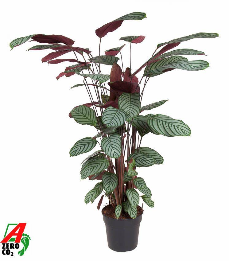 Горшечные цветы и растения оптом Calathea Oppenheimiana от 1шт из Голландии с доставкой по России