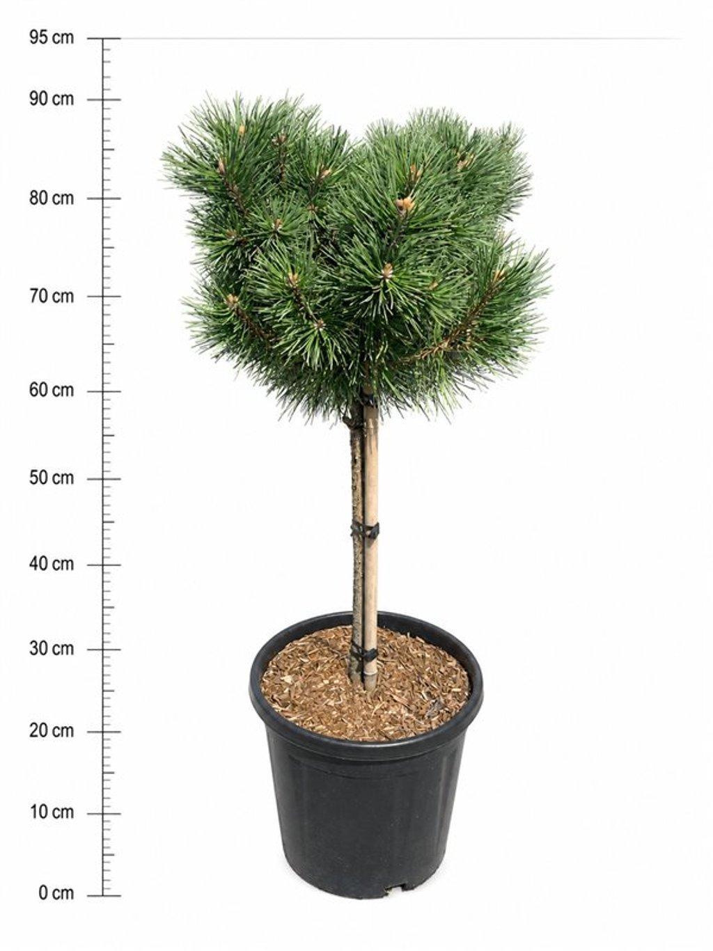 Горшечные цветы и растения оптом Pinus Mugo columbo от 1шт из Голландии с доставкой по России