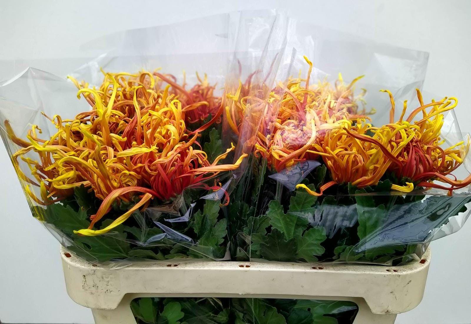 Срезанные цветы оптом Chrys bl cobra от 40шт из Голландии с доставкой по России