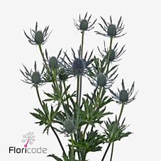 Срезанные цветы оптом Eryngium blue dynamite от 40шт из Голландии с доставкой по России