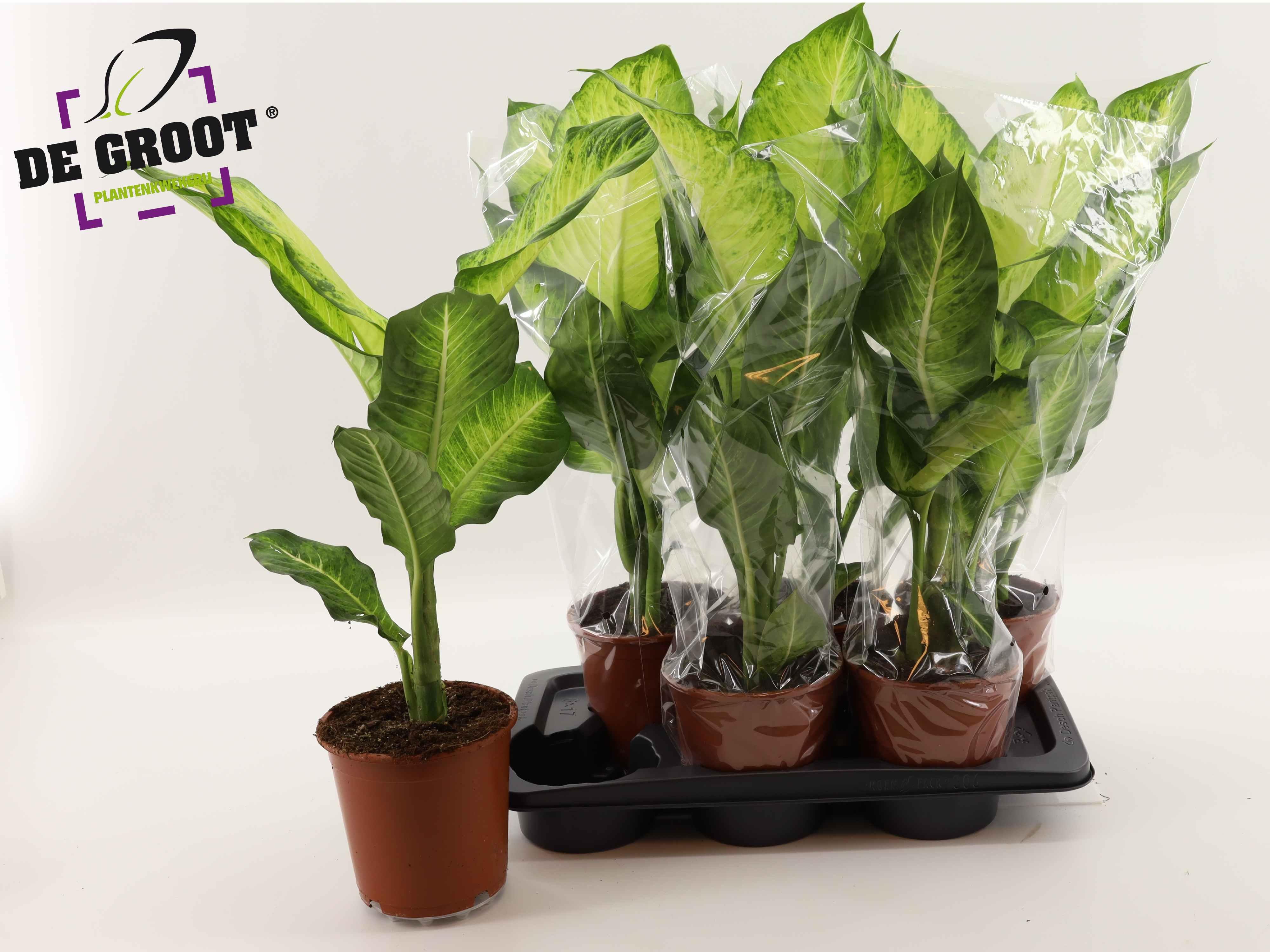 Горшечные цветы и растения оптом Dieff Ov Bravo от 6шт из Голландии с доставкой по России