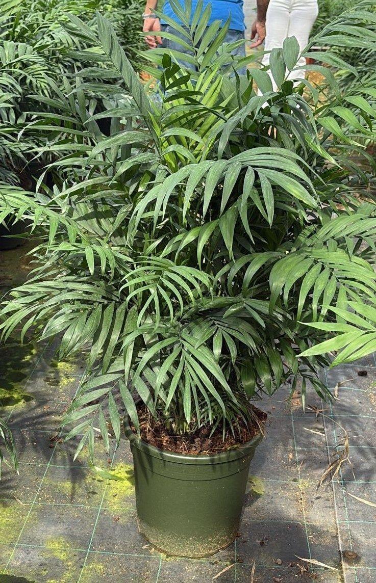 Горшечные цветы и растения оптом Chamaed Elegans от 1шт из Голландии с доставкой по России