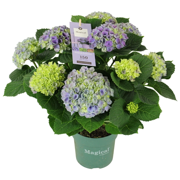 Горшечные цветы и растения оптом Hydrangea Ma Magical Evolution Blue 9+ от 6шт из Голландии с доставкой по России