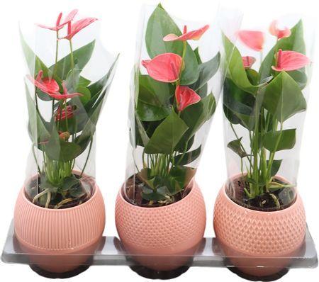 Горшечные цветы и растения оптом Anthu An Pink Keramiek Bolivia от 3шт из Голландии с доставкой по России