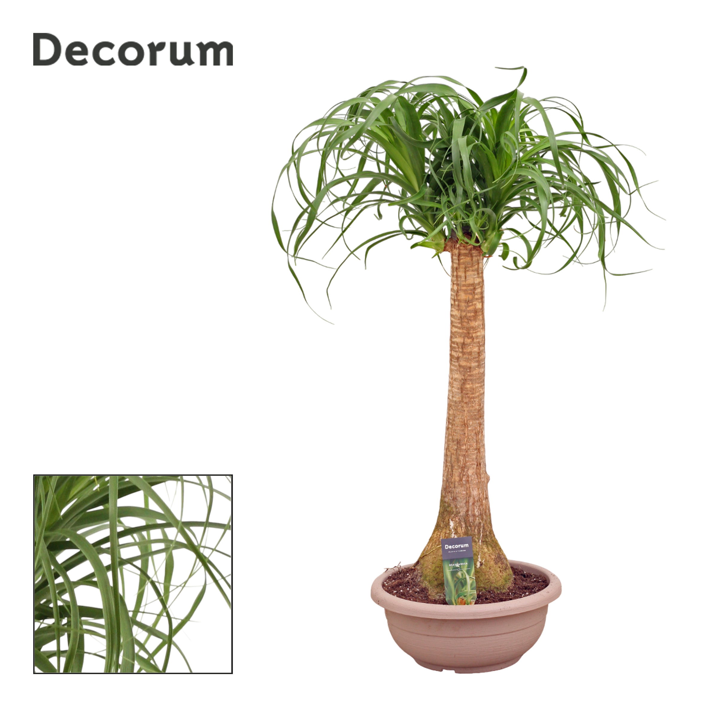 Горшечные цветы и растения оптом Beaucarnea On Stem (decorum) от 1шт из Голландии с доставкой по России