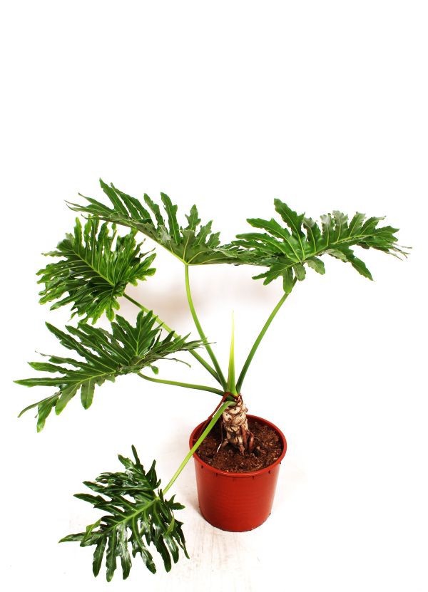 Горшечные цветы и растения оптом Philodendron Selloum от 1шт из Голландии с доставкой по России