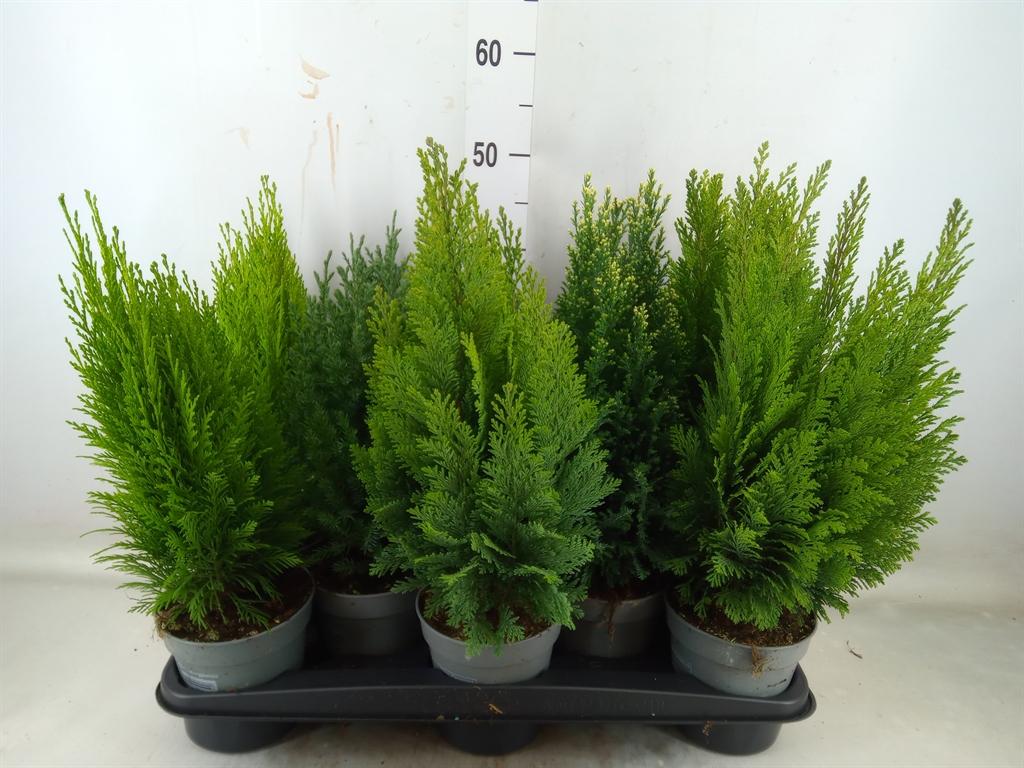 Горшечные цветы и растения оптом Conifers   ...mix от 10шт из Голландии с доставкой по России