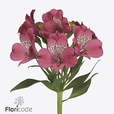 Срезанные цветы оптом Alstroemeria bubblicious от 50шт из Голландии с доставкой по России