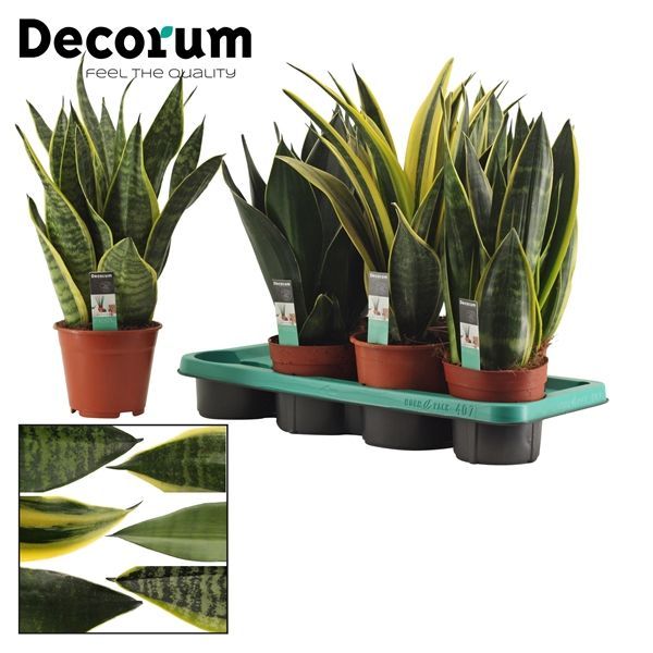 Горшечные цветы и растения оптом Sansevieria Super Mix (decorum) от 7шт из Голландии с доставкой по России