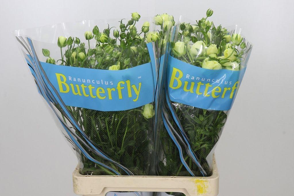 Срезанные цветы оптом Ranunculus butterfly litai от 40шт из Голландии с доставкой по России