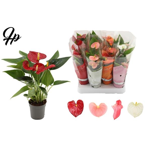 Горшечные цветы и растения оптом Anth An 4 Color Mix от 16шт (для телеги) из Голландии с доставкой по России