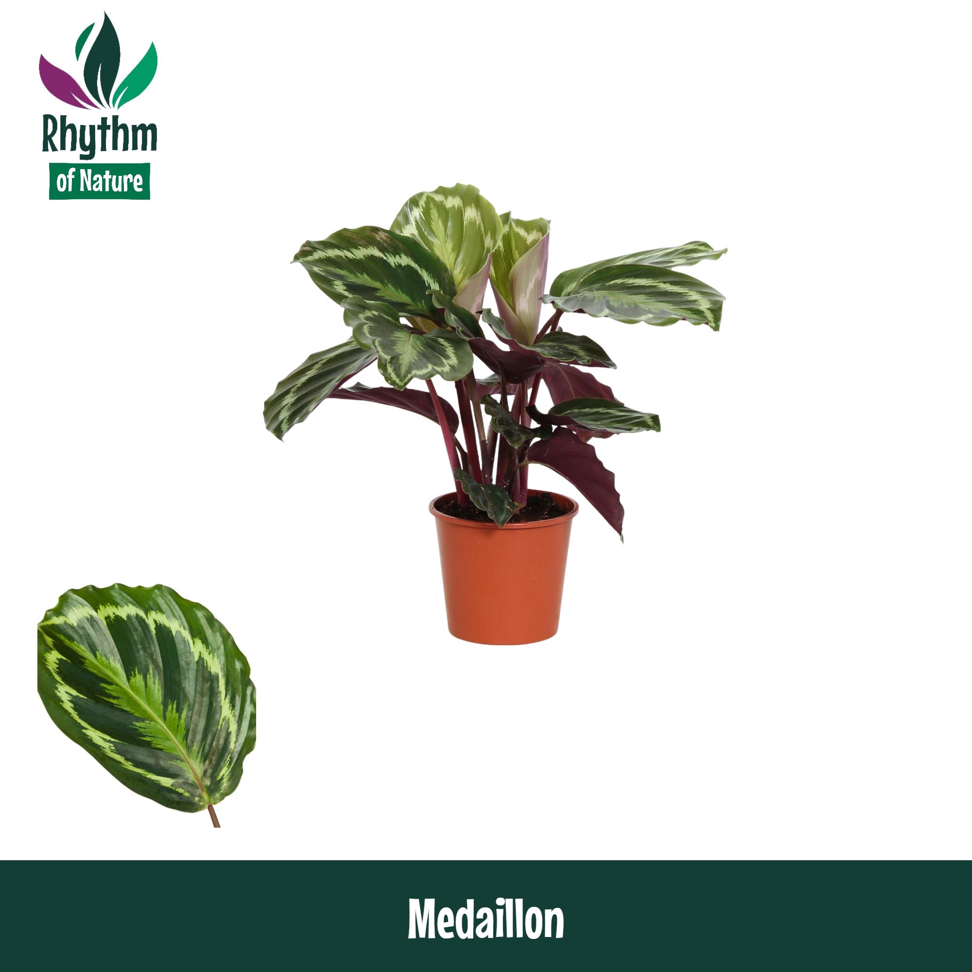 Горшечные цветы и растения оптом Calathea Medaillon от 8шт из Голландии с доставкой по России