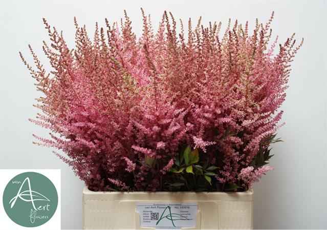 Срезанные цветы оптом Astilbe romanze от 100шт из Голландии с доставкой по России