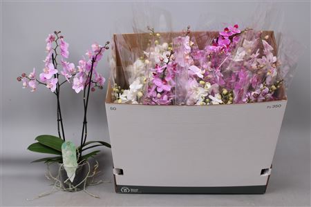 Горшечные цветы и растения оптом Phal Mf Gem 5 Kl 2 Branches 30+zwaar Vertakt от 12шт из Голландии с доставкой по России