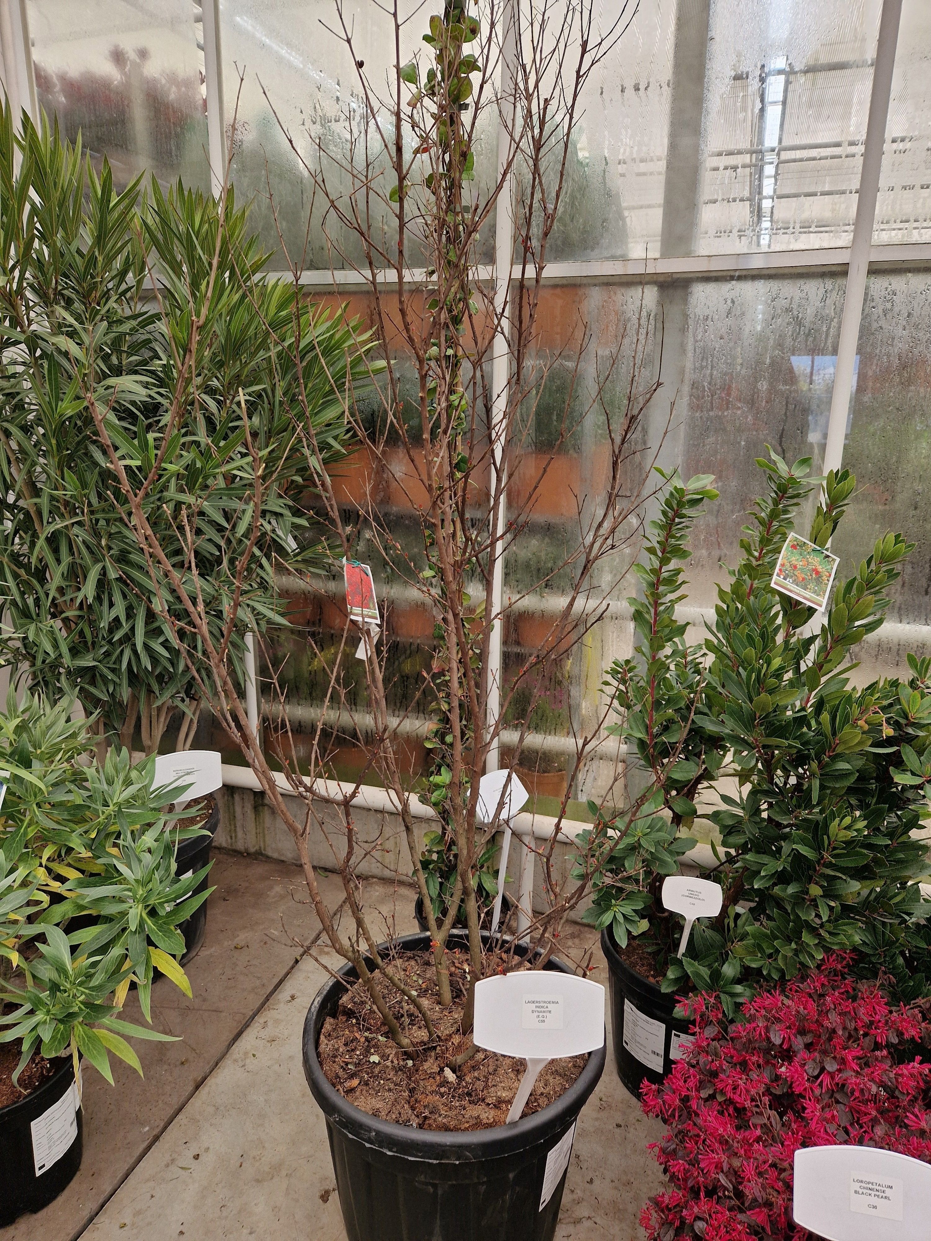 Горшечные цветы и растения оптом Lagerstr Indica от 1шт из Голландии с доставкой по России