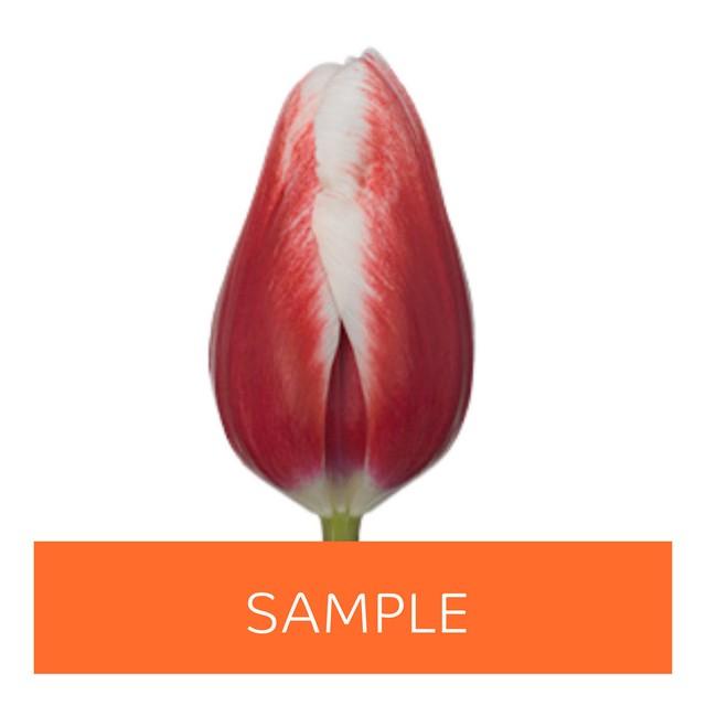 Срезанные цветы оптом Tulipa si (our choice) red - white от 50шт из Голландии с доставкой по России