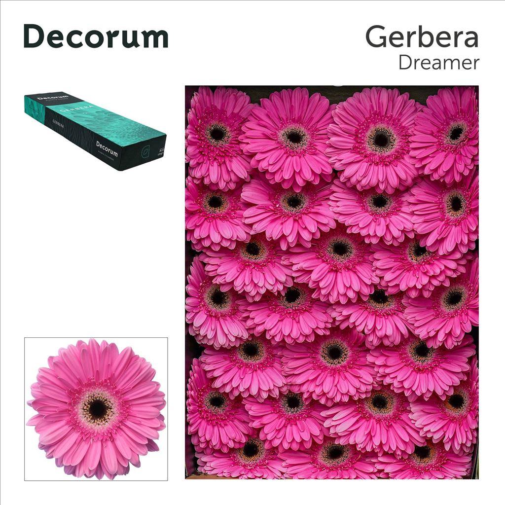 Срезанные цветы оптом Gerbera dreamer от 50шт из Голландии с доставкой по России