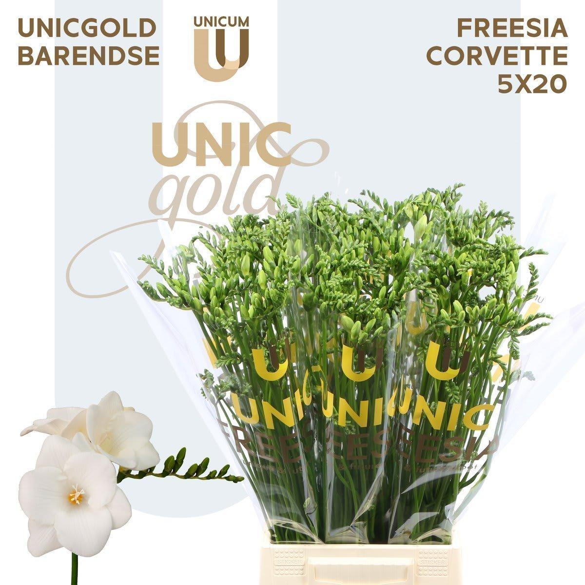 Срезанные цветы оптом Freesia si corvette от 100шт из Голландии с доставкой по России