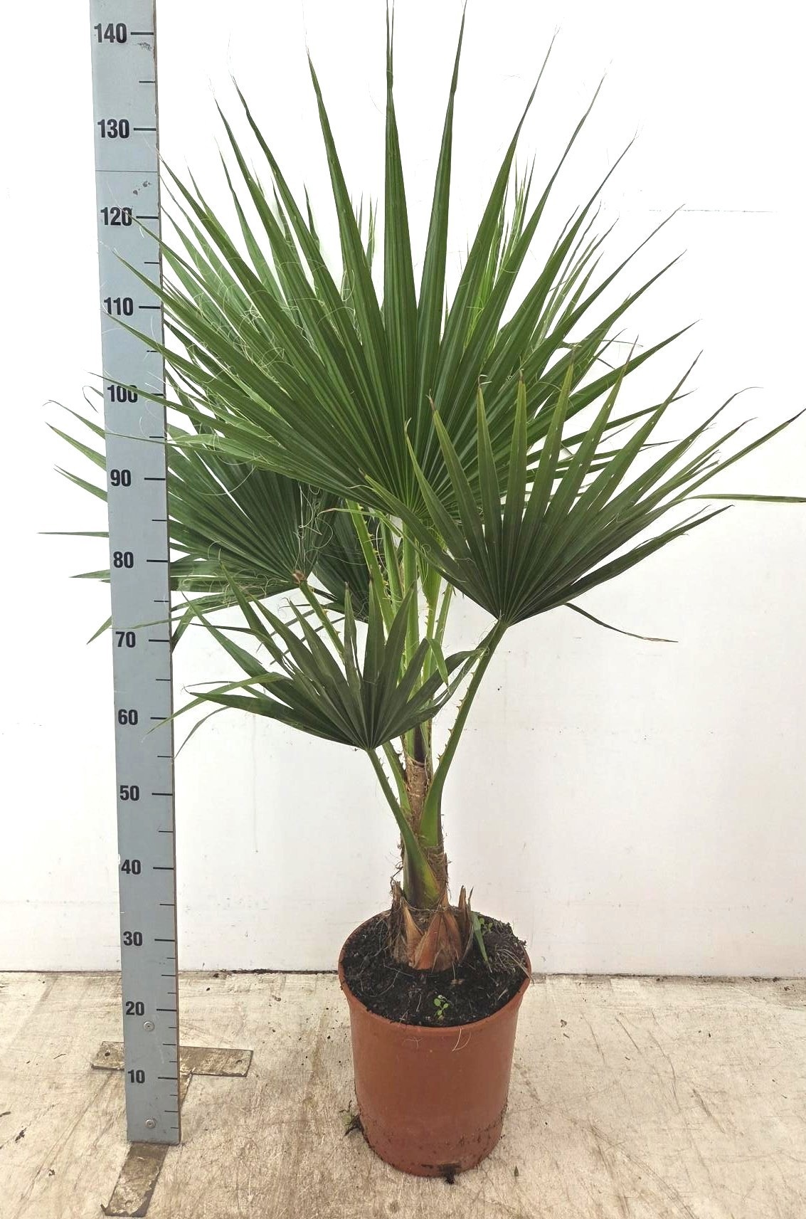 Горшечные цветы и растения оптом Washingtonia от 1шт из Голландии с доставкой по России