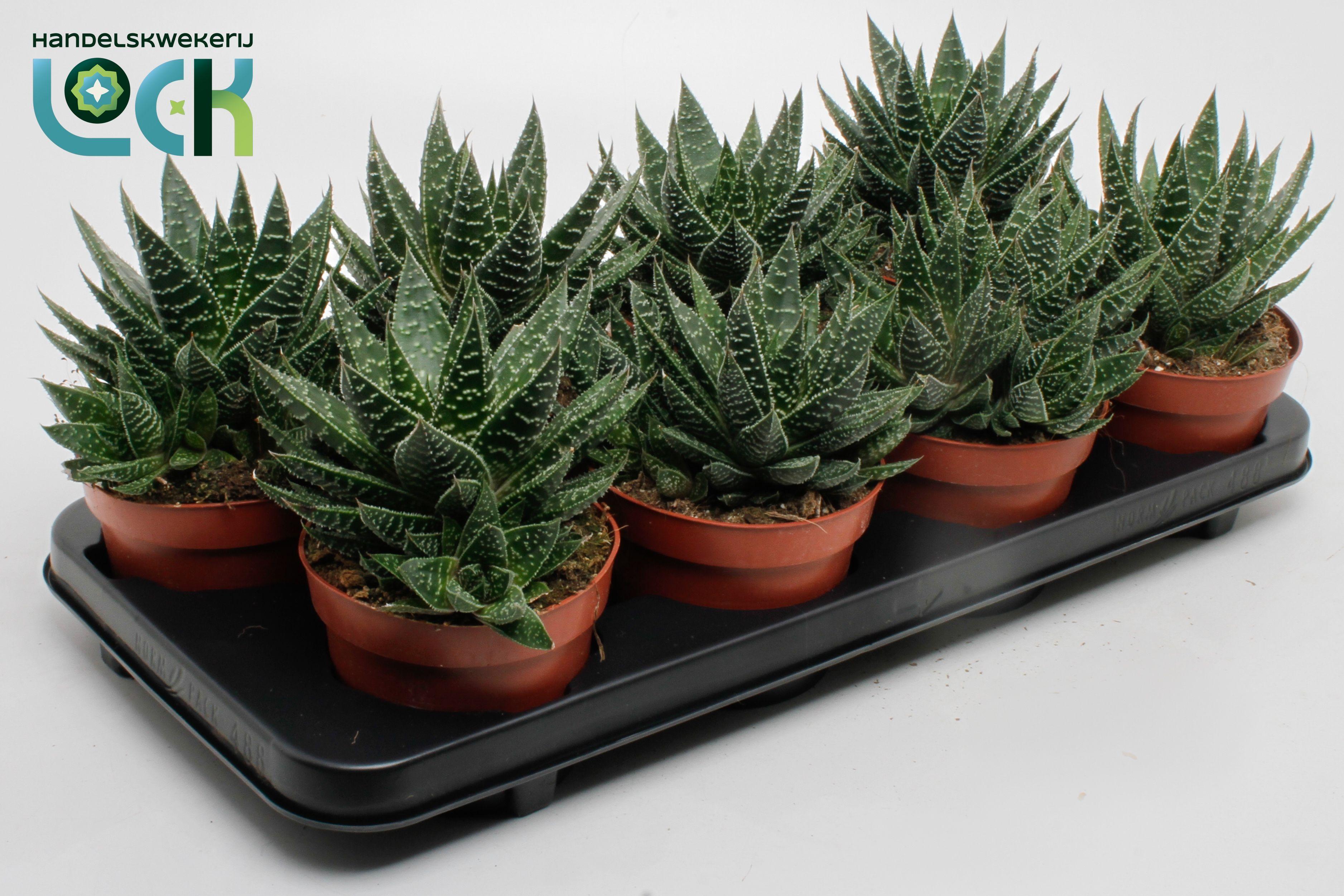 Горшечные цветы и растения оптом Gasteria Apollo от 8шт из Голландии с доставкой по России