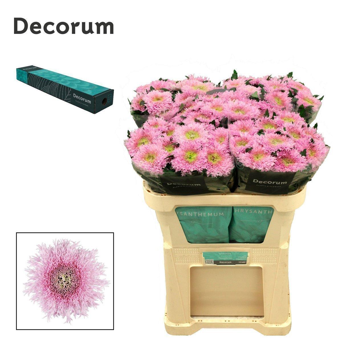 Срезанные цветы оптом Chrys bl etrusko от 20шт из Голландии с доставкой по России