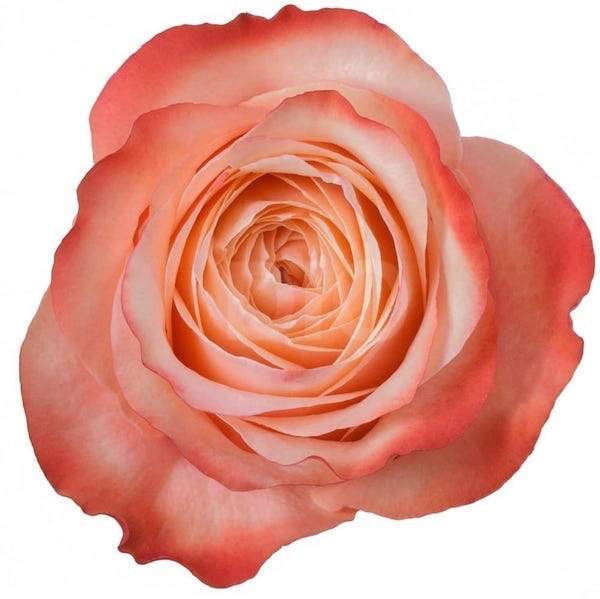 Розы оптом KAHALA из Эквадора с доставкой по России